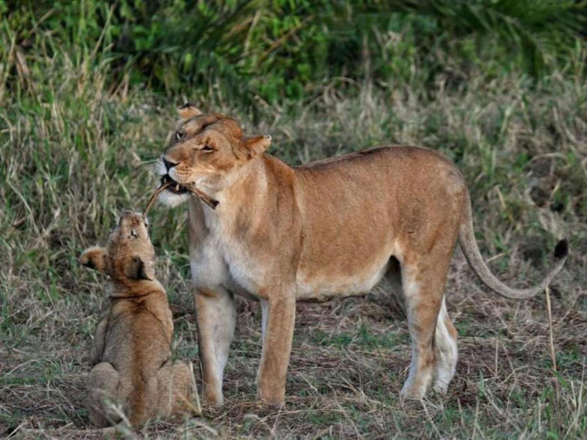 Serengeti Kifaru Tented Lodge Mugumu Ngoại thất bức ảnh